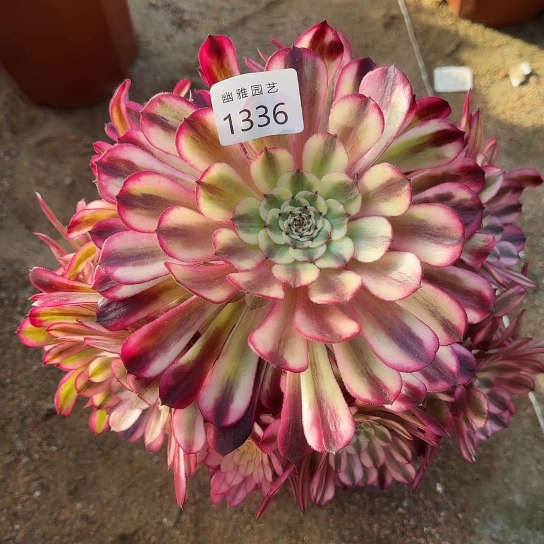 多肉植物十里红妆1336