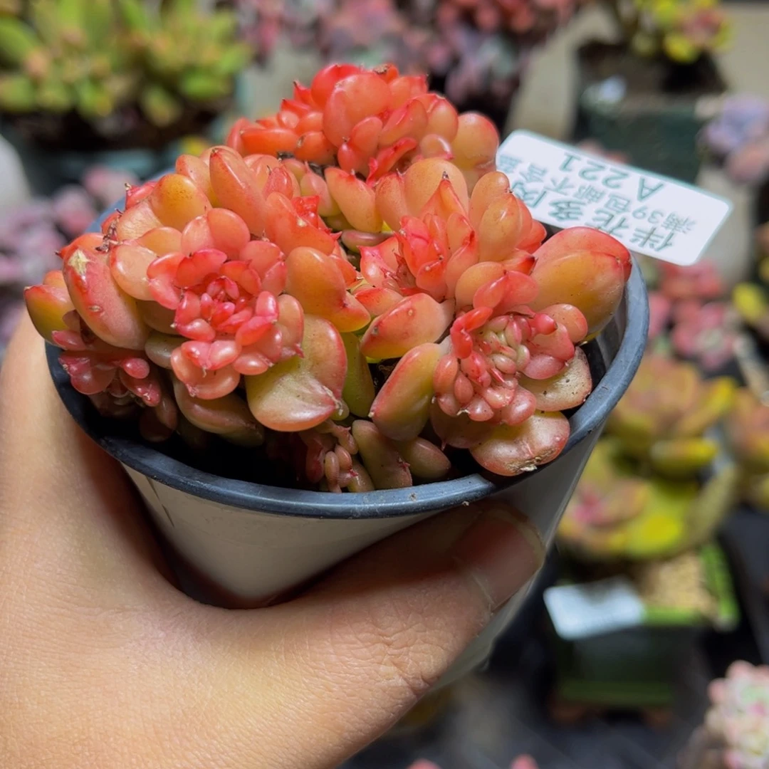 221蜡牡丹8厘米多肉