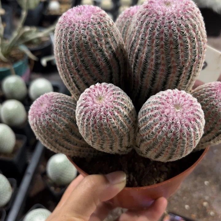 1200群生红太阳好养皮实