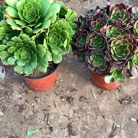 绿羊绒荷兰玫瑰组合5
