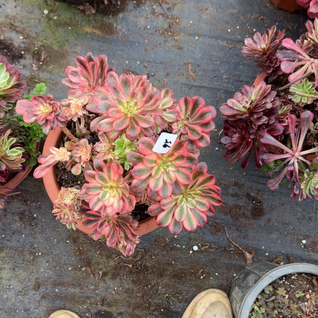 95初恋多肉椅子母本