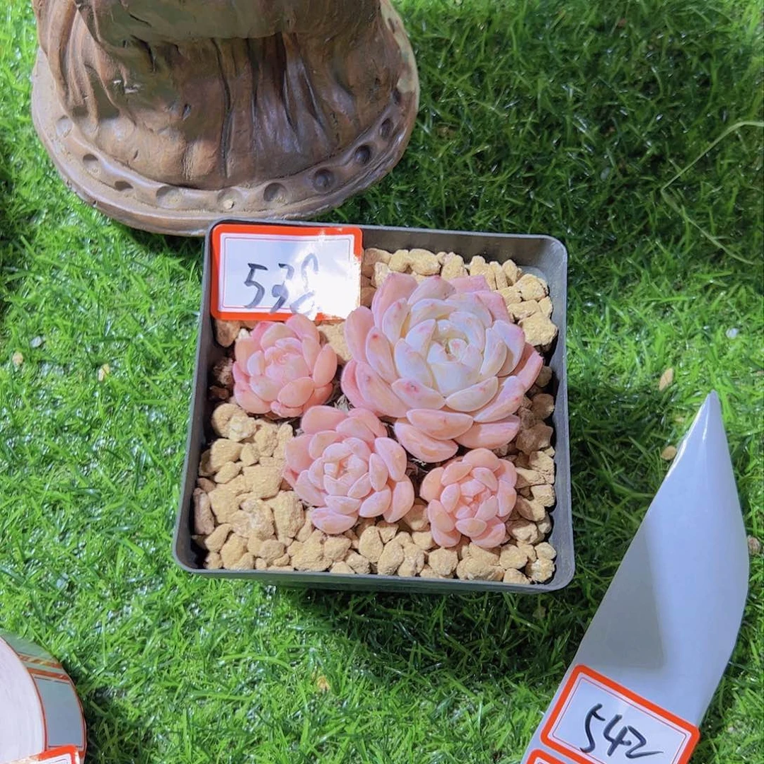 黄****区538小精品12.8元元