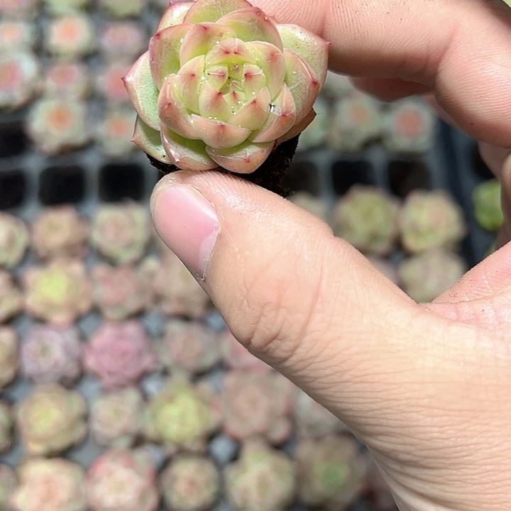 葡萄珍妮 满10颗包邮