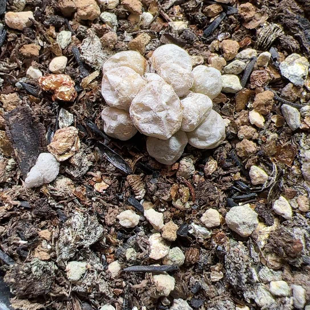 【闪购商品】71 饺子皮