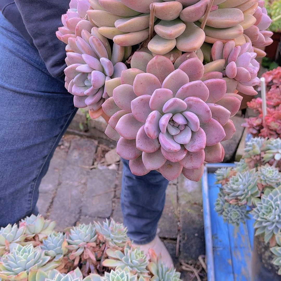 红陶无*多肉植物保护研究所