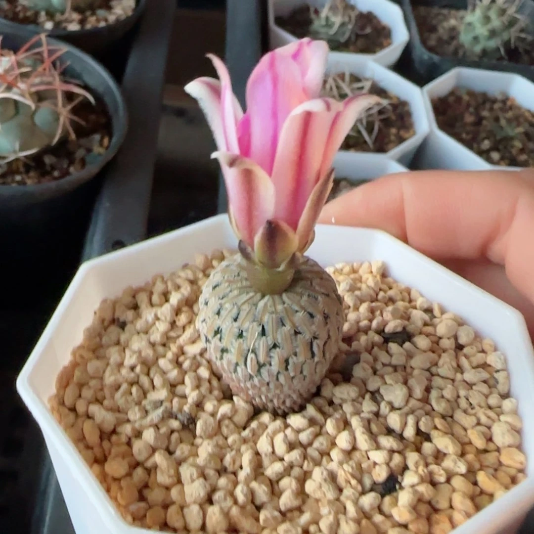 赤花精巧殿多肉0000