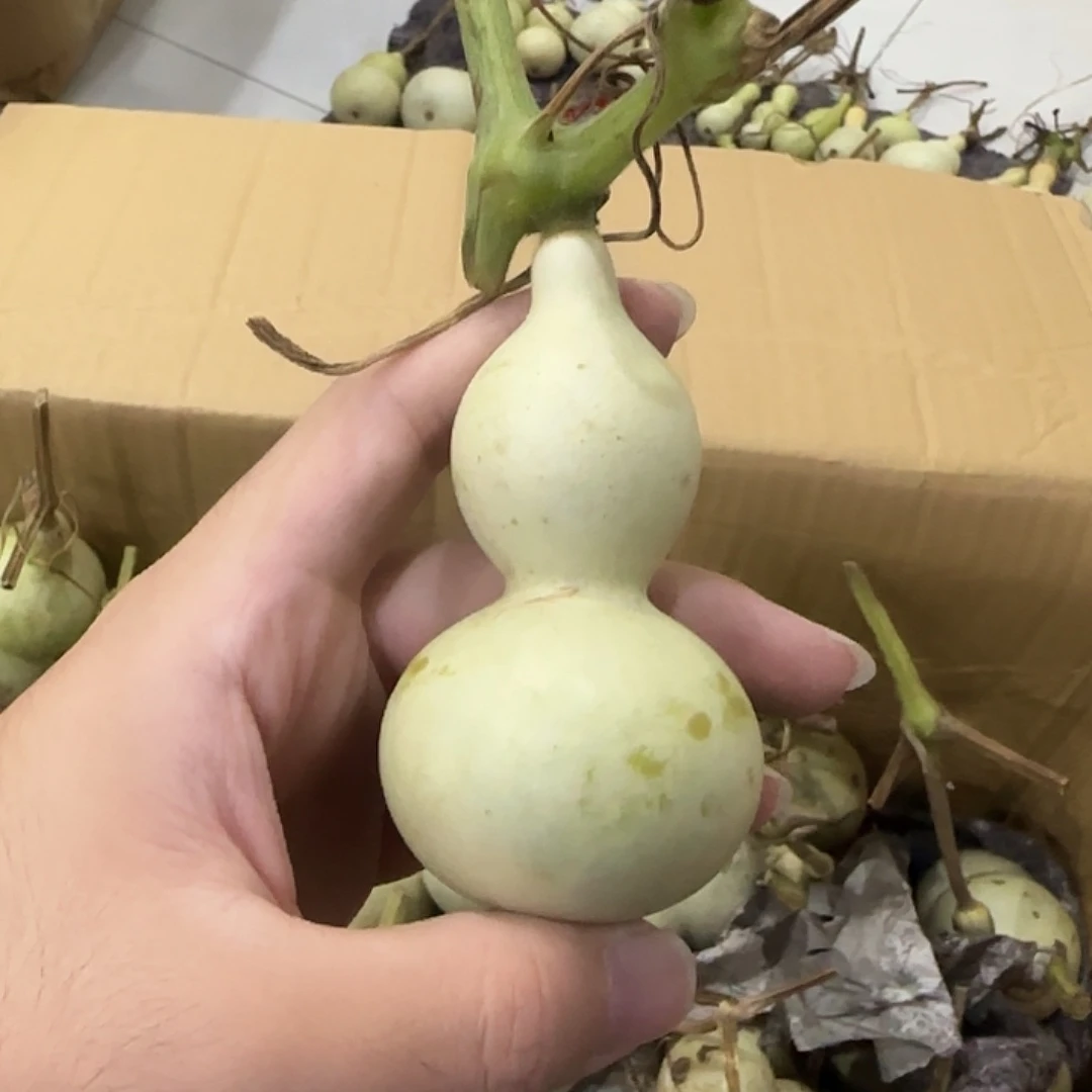 旗***x葫芦snsnekansnsnansan