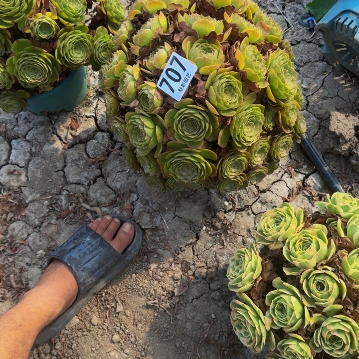 万圣节花29-19包邮花花