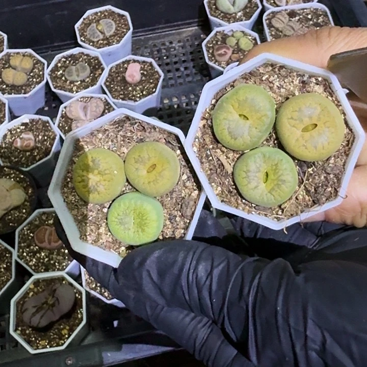 生石花11111。   195