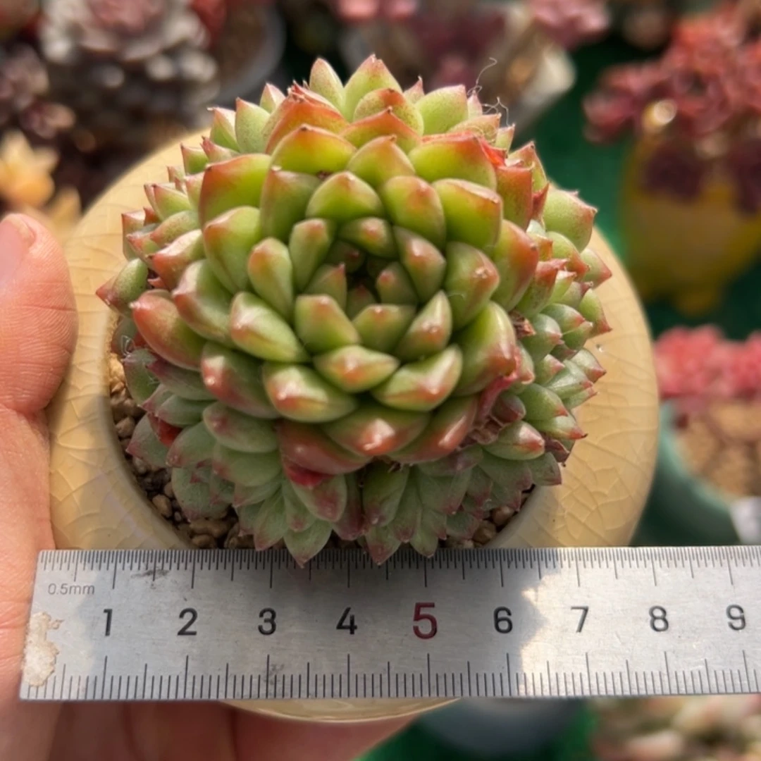 我****?270 多肉植物组合盆栽