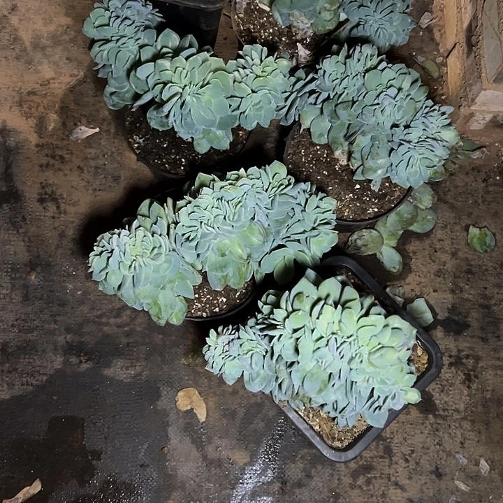 莴***^超大白凤群生缀化6颗