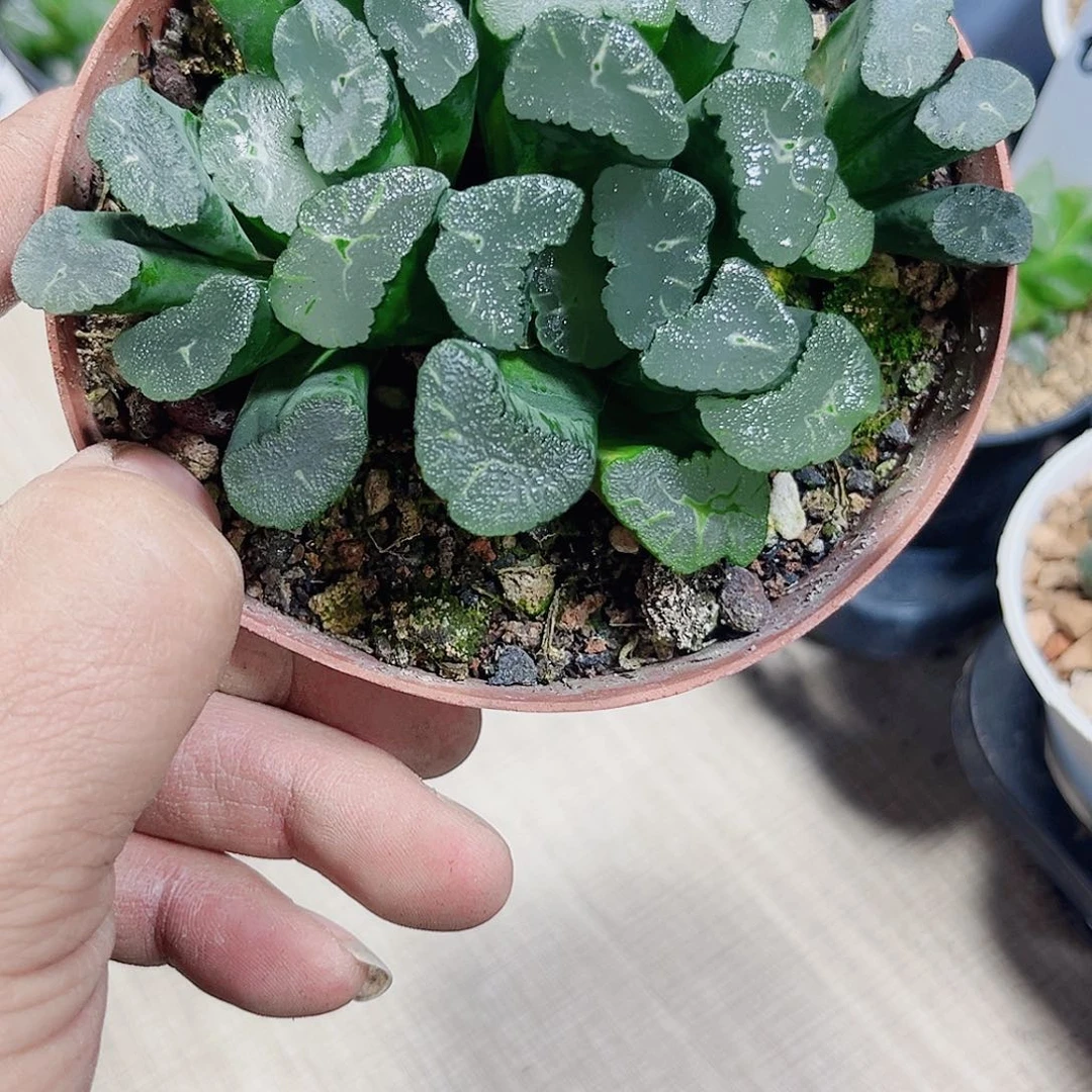 凤凰万象群生新手好养