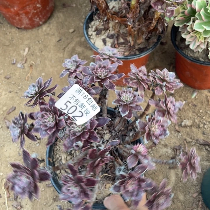 502紫霞绣球1号棚