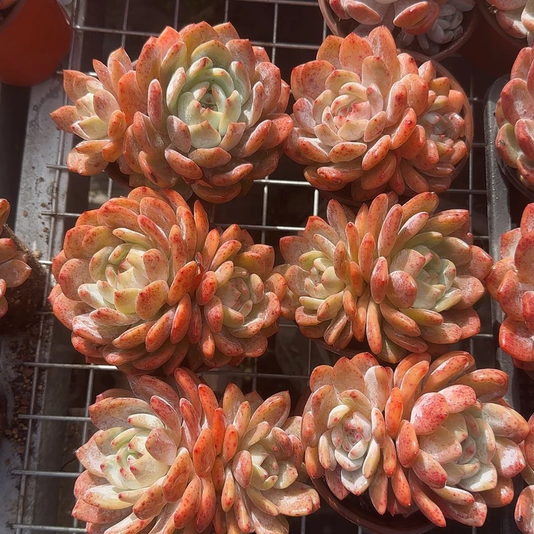 双头六颗一组包邮