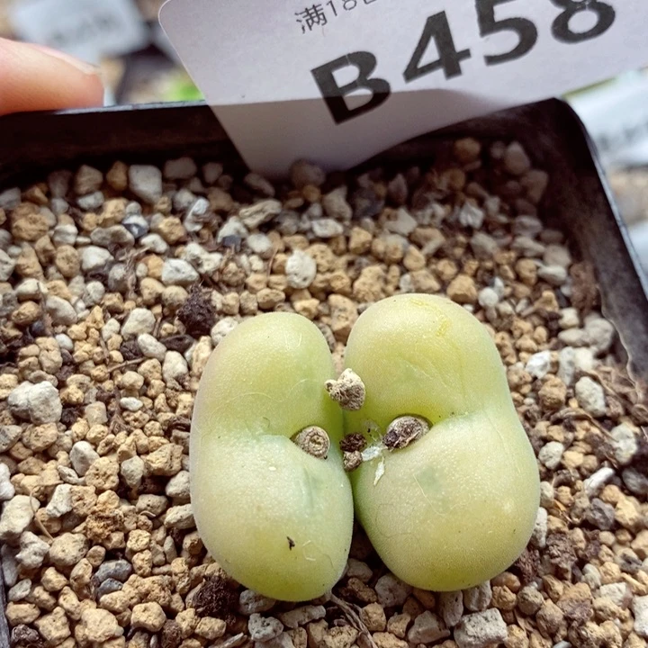 我是一只小小鸟地域458