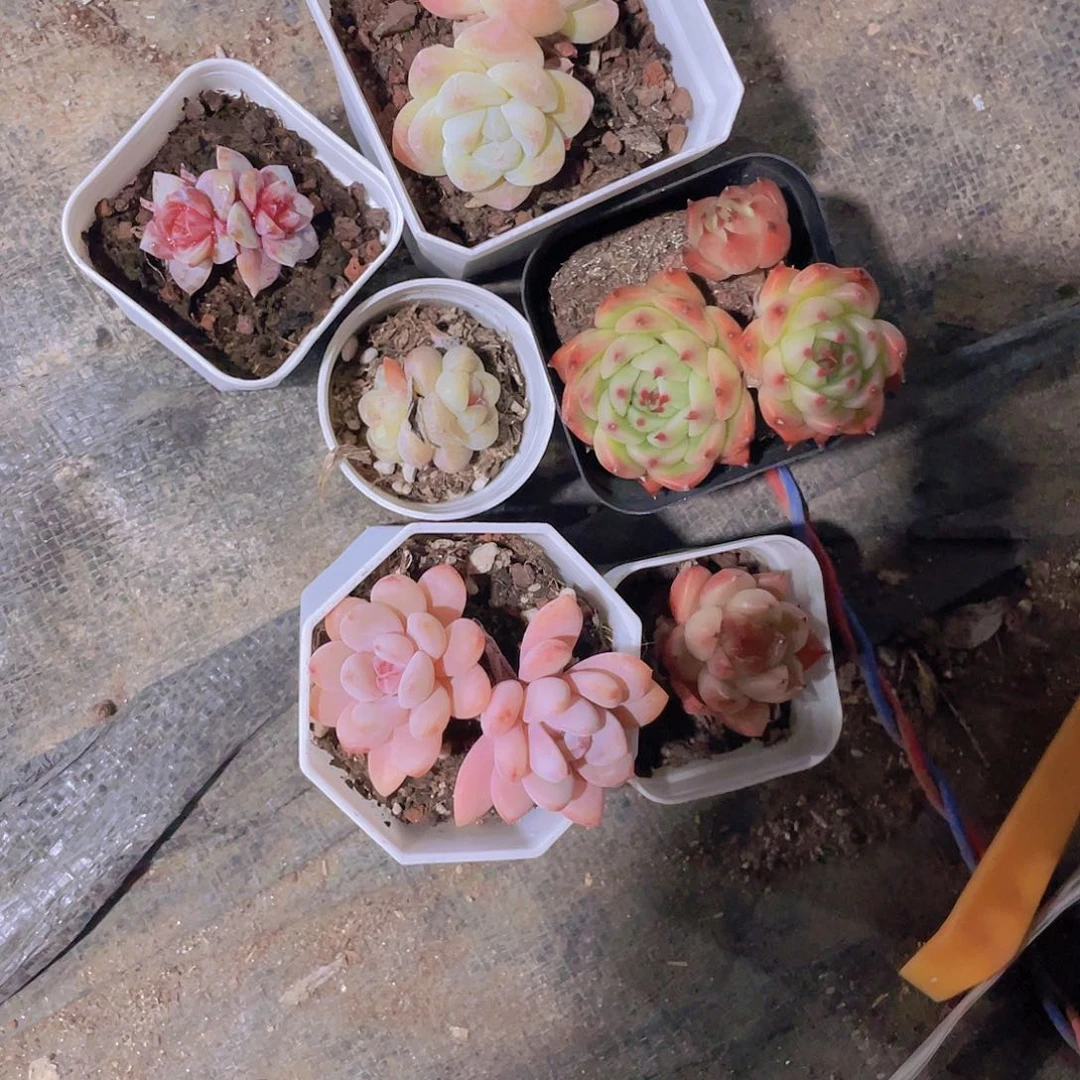 梦*梦星姐姐一物一拍