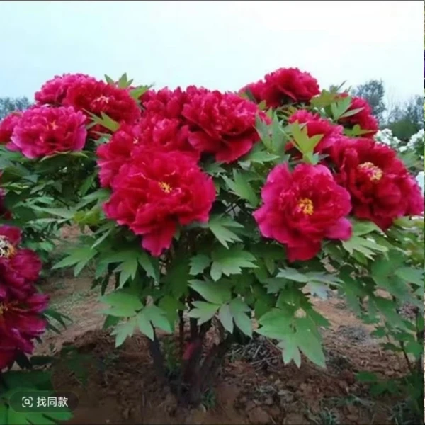 中国红耐寒四季浓香型大花牡丹花苗适合阳台南北方庭院种植牡丹树