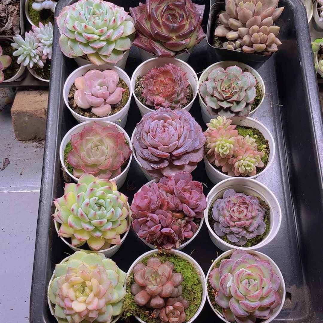 凝*多肉组合一筐44.85