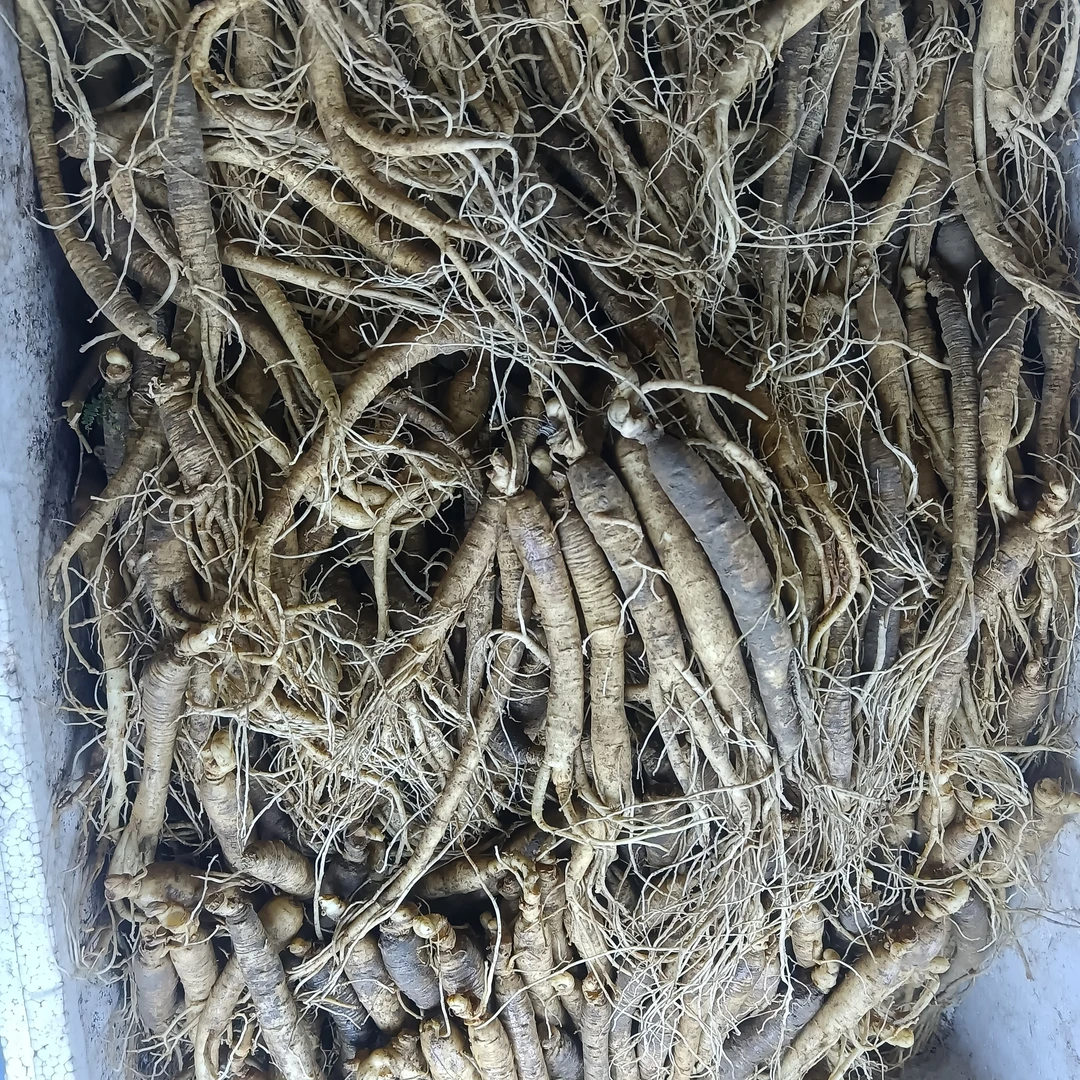 长白山原产地现挖新鲜带土鲜人参