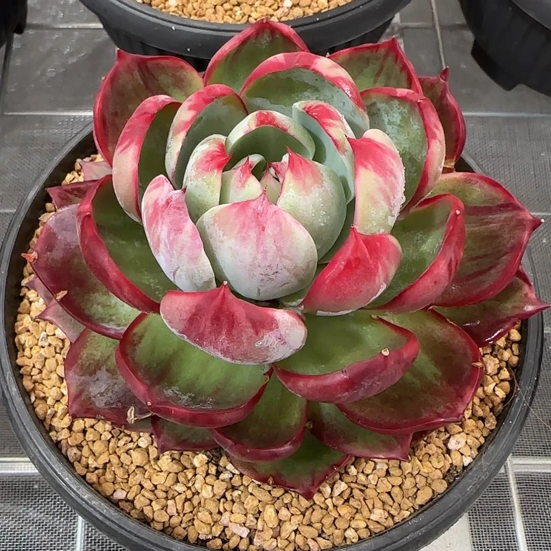 从前慢花园精选惊鸿仙子