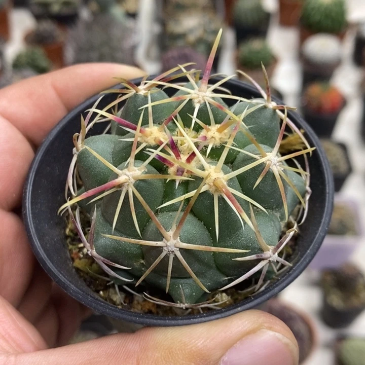 实生大红鹰特价福利