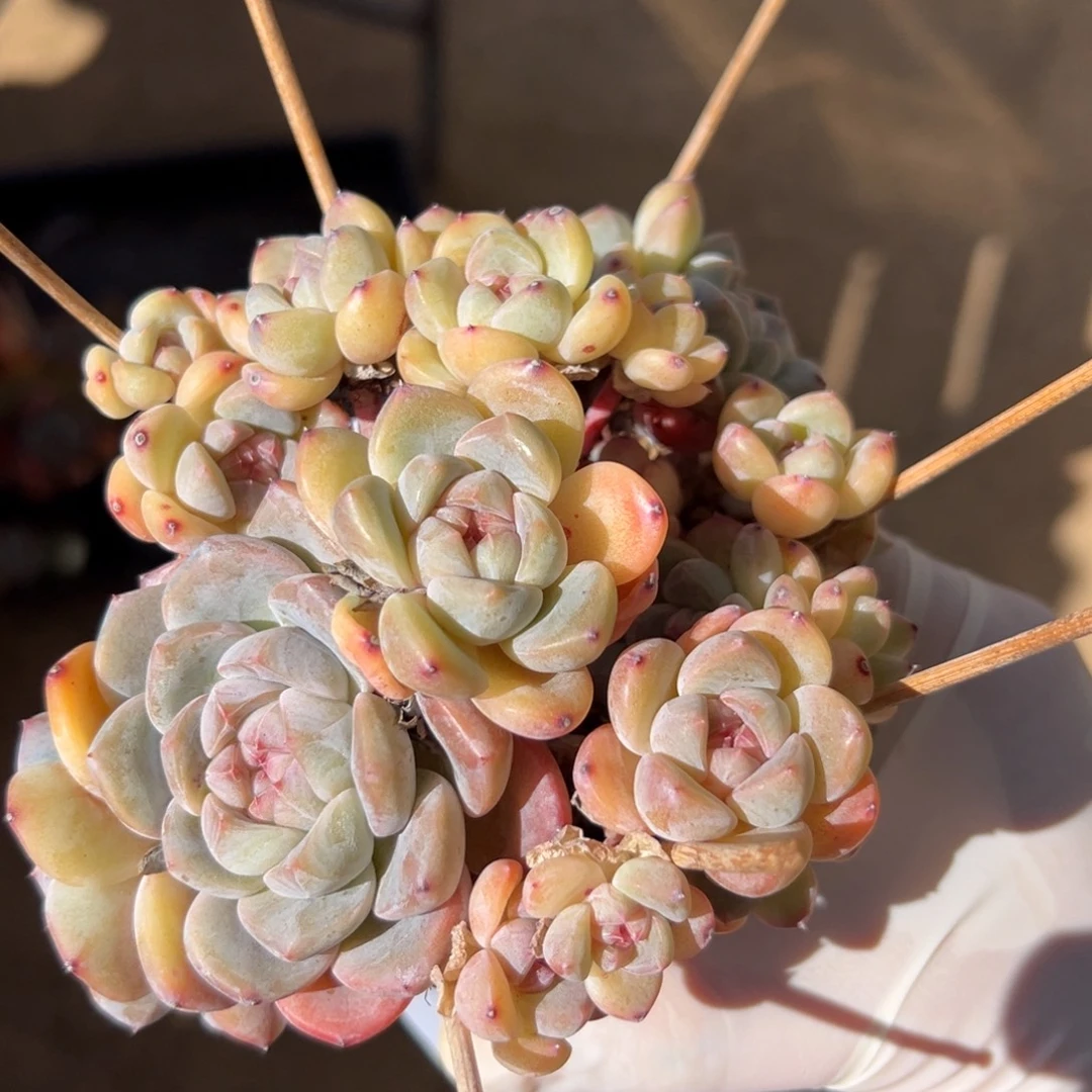 新年快乐 新年快乐