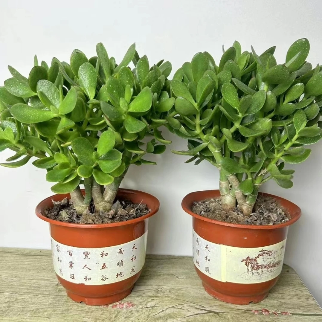 45老桩青叶玉树土球发货包邮到家