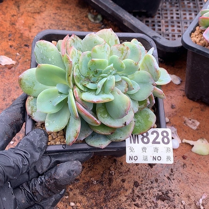 白凤缀化 多肉植物 9.23号左右发货