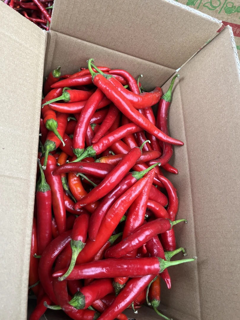 新鲜现摘特杭椒可用于餐饮调味的红辣椒新鲜辣椒蔬菜尖椒