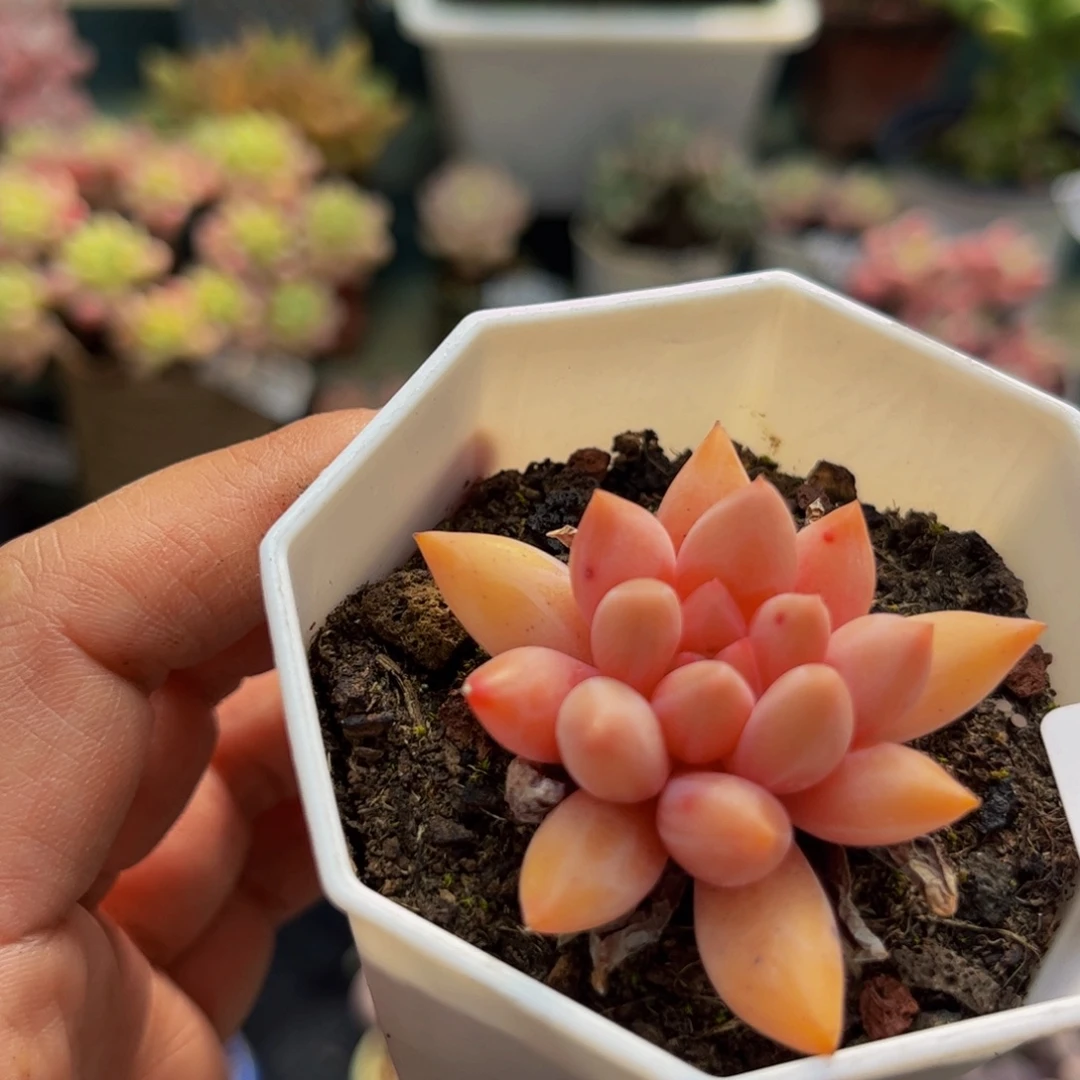 952车厘子3cmdr植物