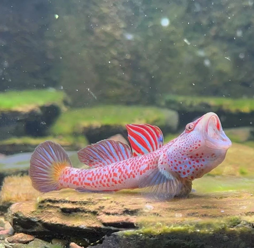 湖南星条旗神农虾虎鱼梅花斑密点星条旗神龙虾虎鱼沙里趴原生溪流