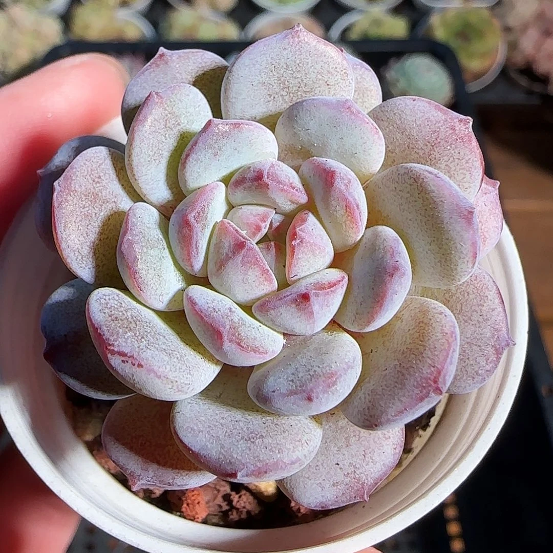 1121-------19点绛唇