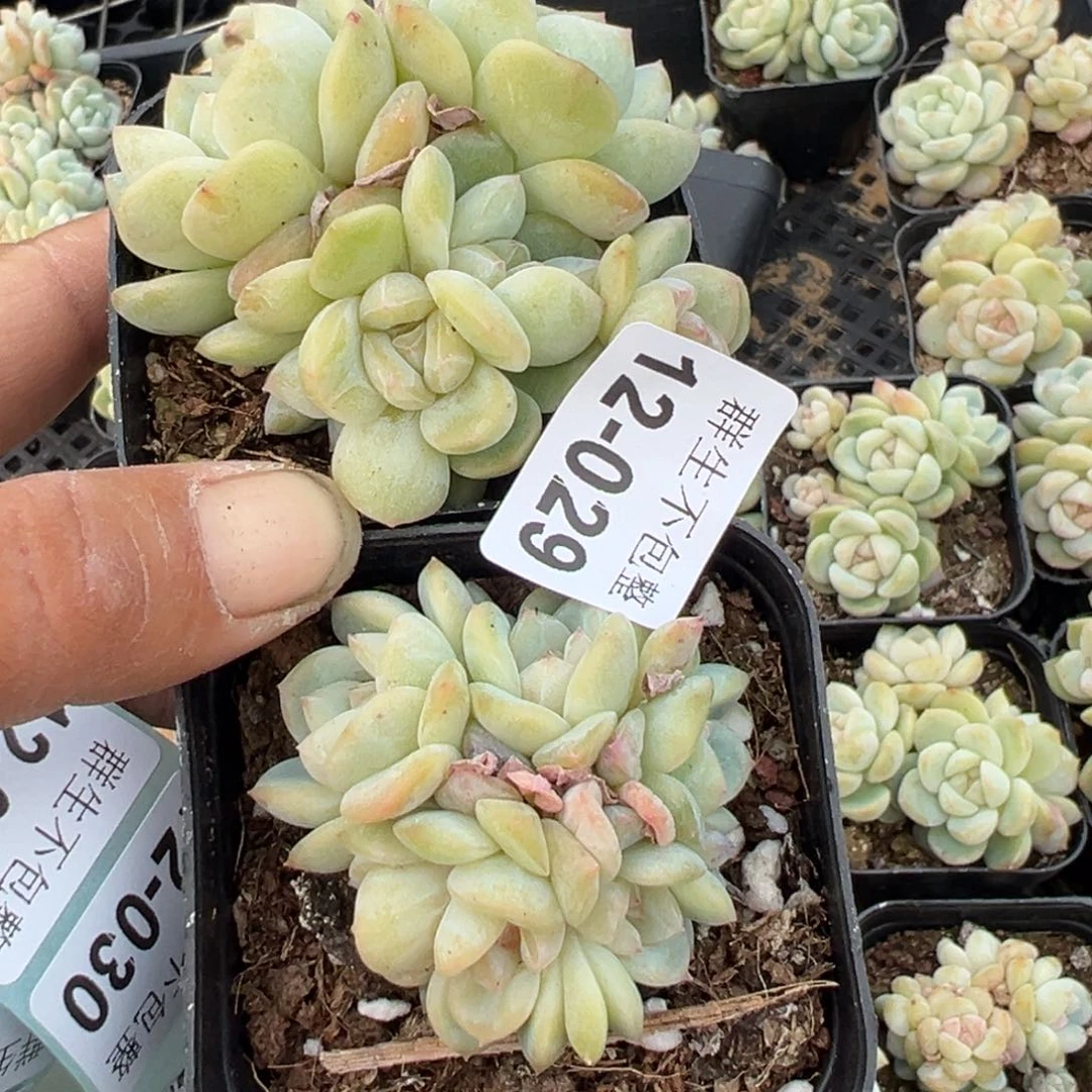 沙**山小卡拉米糖心一物一拍12-29