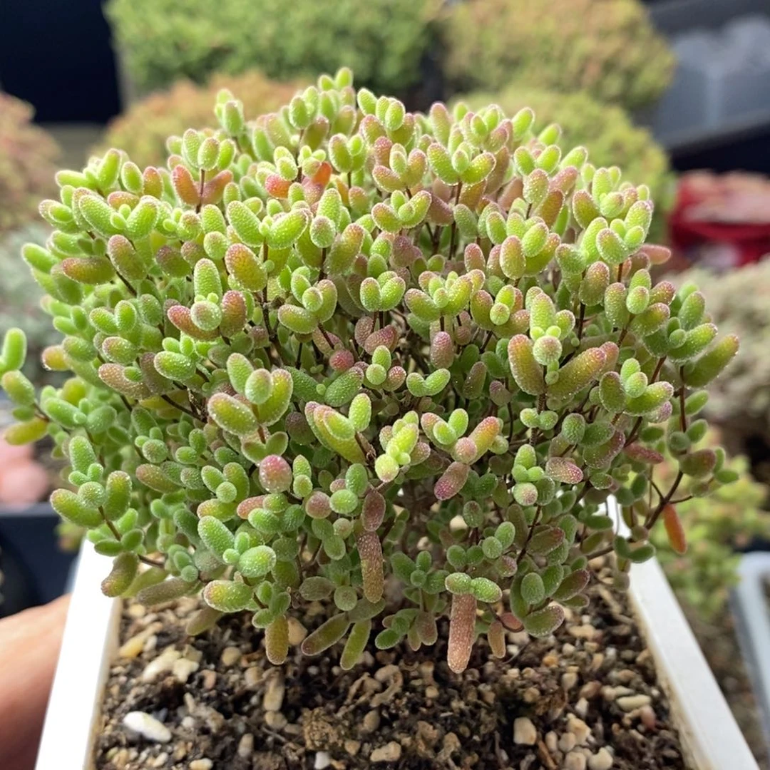 小*包蜜橘糖球2045枝干番杏