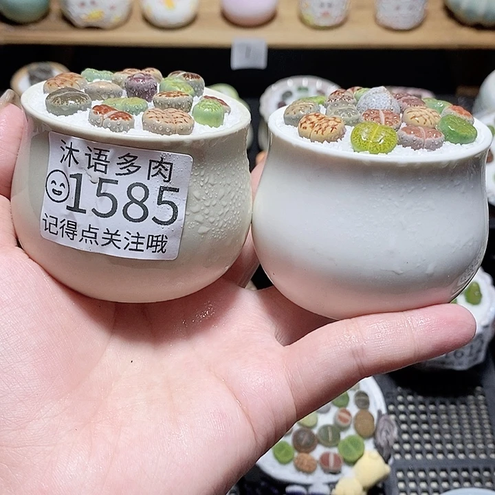 精美盆栽 一物一拍1585