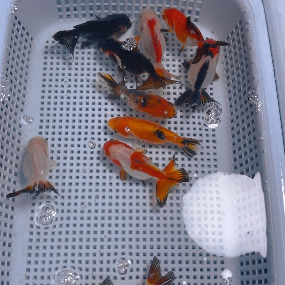 海水鱼花泰狮金鱼32