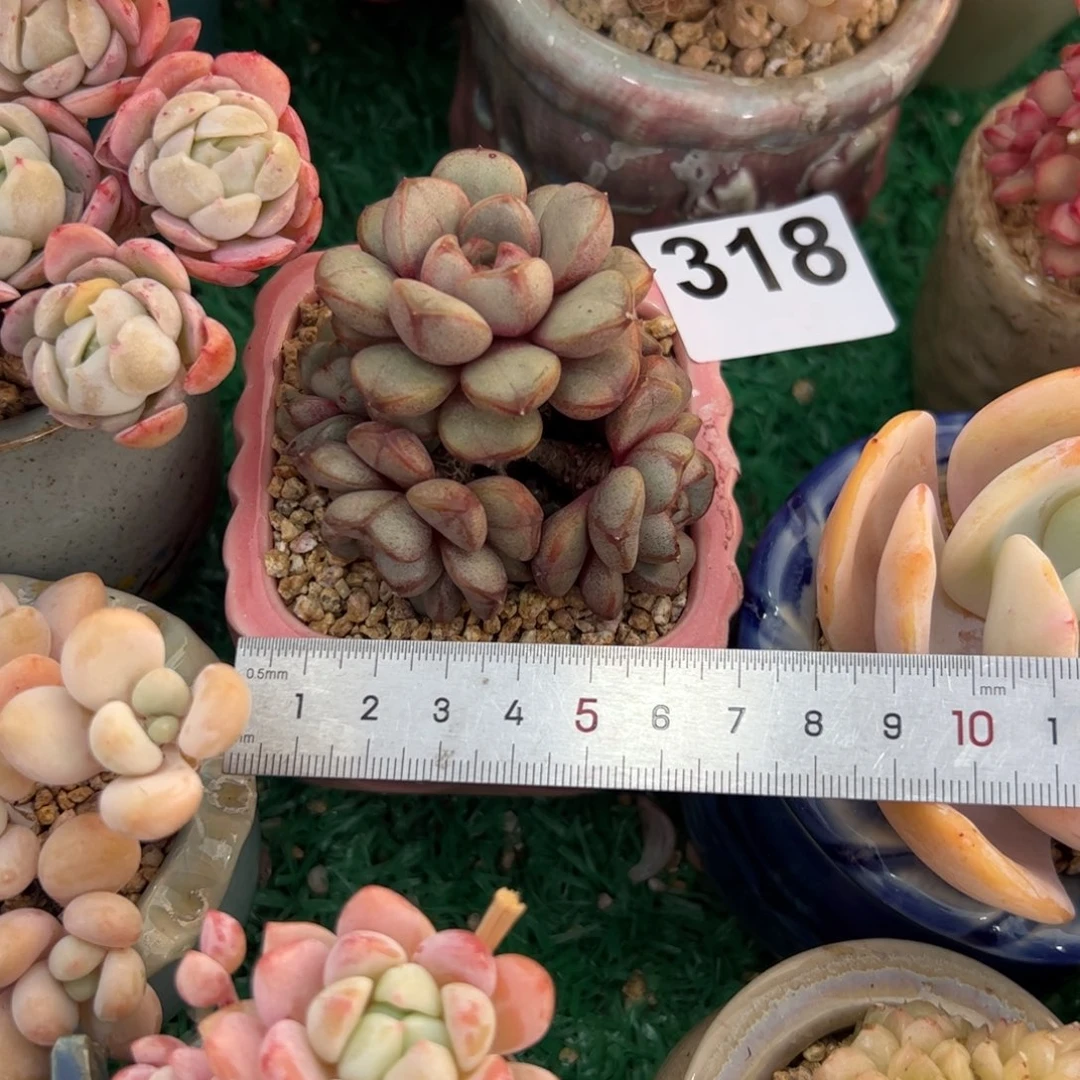 哈*318 多肉植物组合盆栽