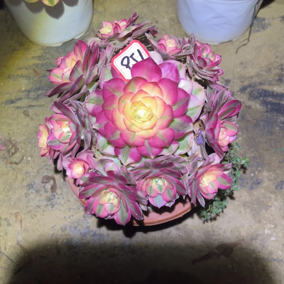 951多肉植物倾城法师