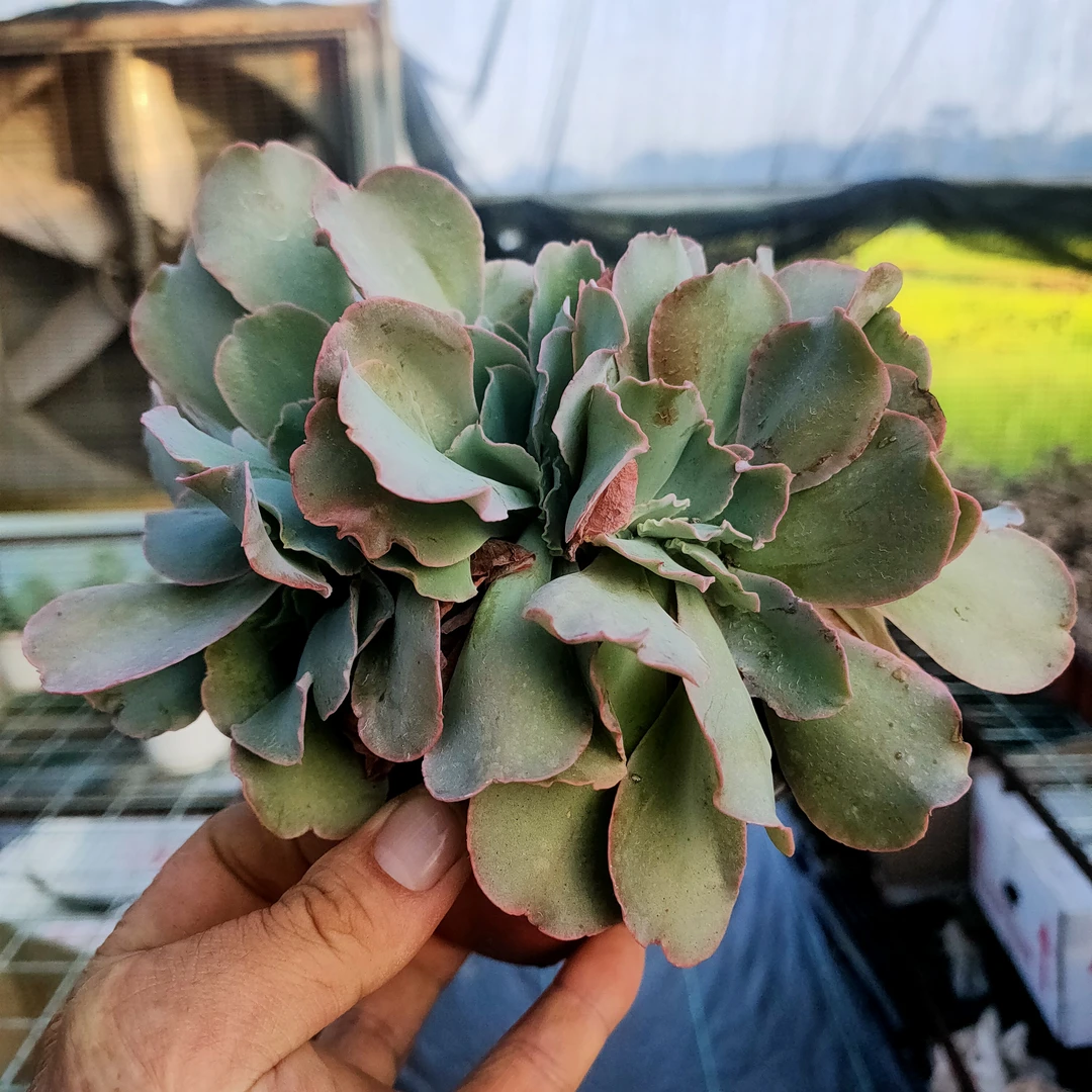 高砂之翁缀化 包菜满20包邮脱土发货轻微断叶片不售后星昊多肉