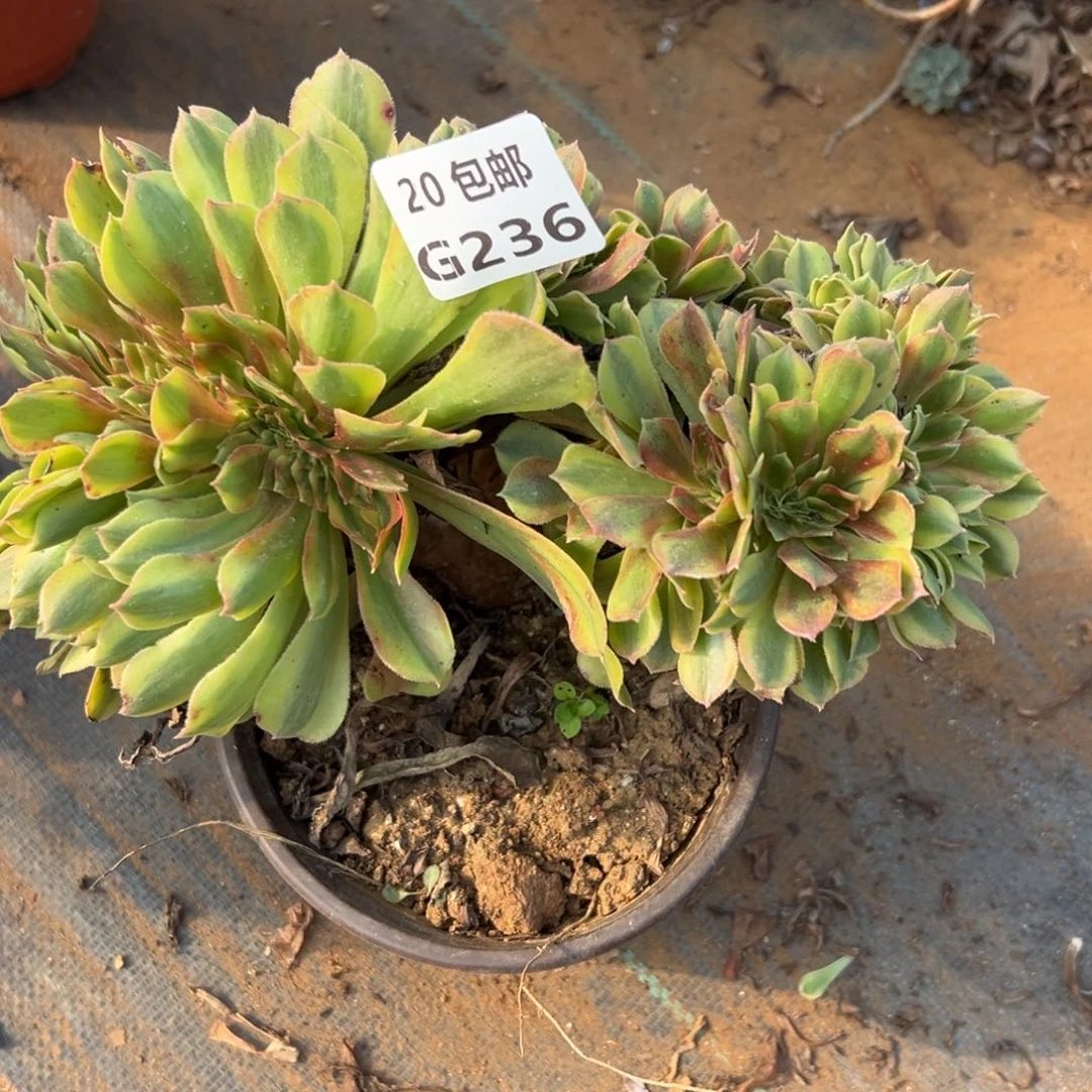 236红秀缀，满20包邮