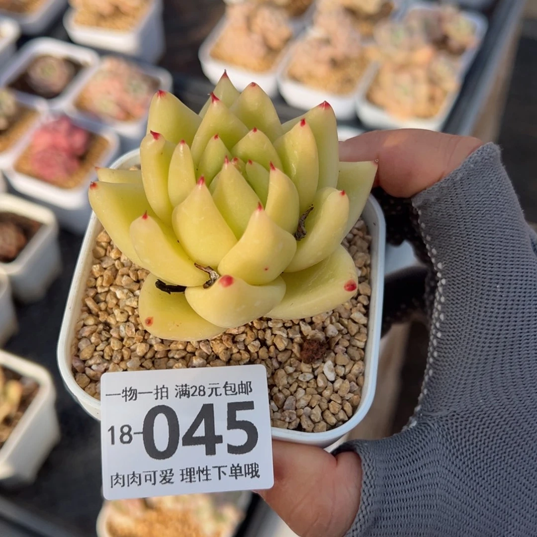 黄金玛利亚多肉多肉多肉多肉