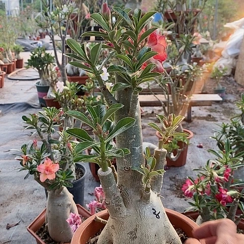 【闪购商品】当前无花朵，栽培后可花朵王****?绿植