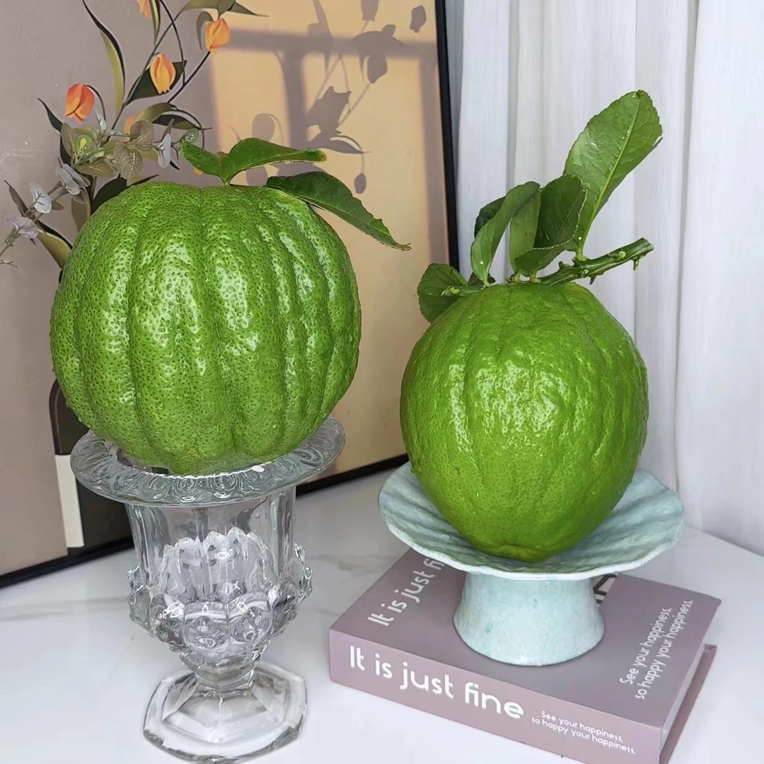 云南香橼果绿果摆件清供盘完居家摆件-威