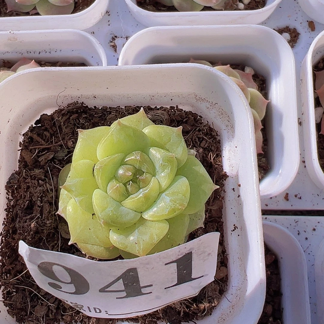 海***旧珍妮941多肉19包邮