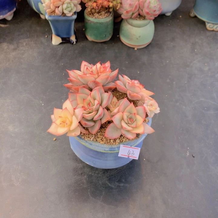 一物一拍满30包邮 43