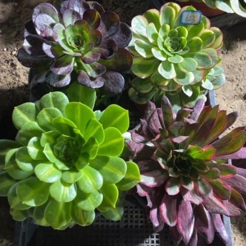 623多肉植物组合