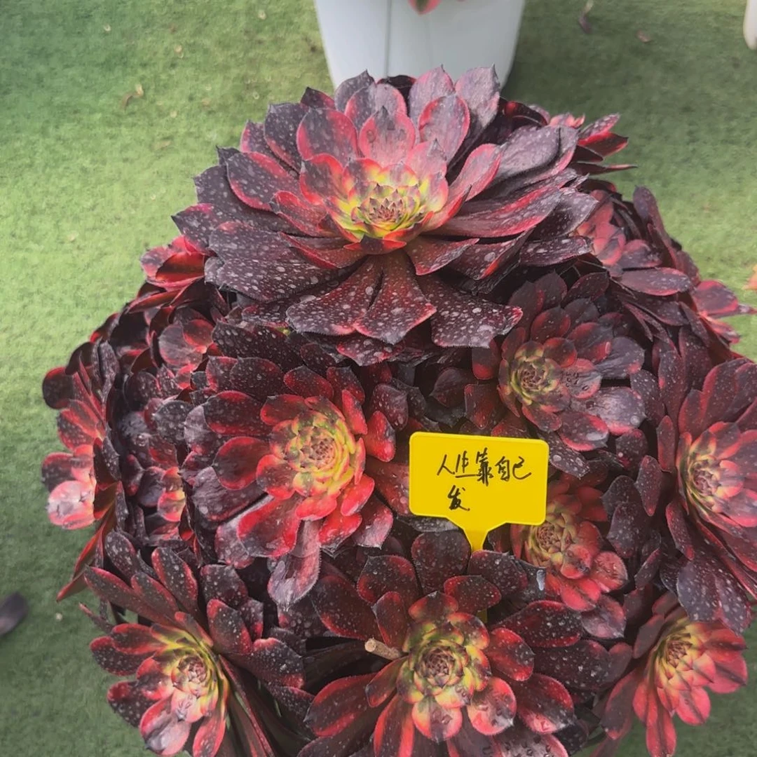 烟花法师88880888