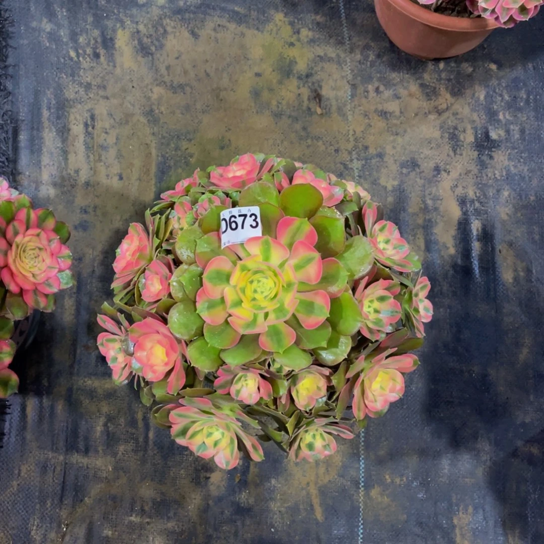 67300香妃福利可以拍