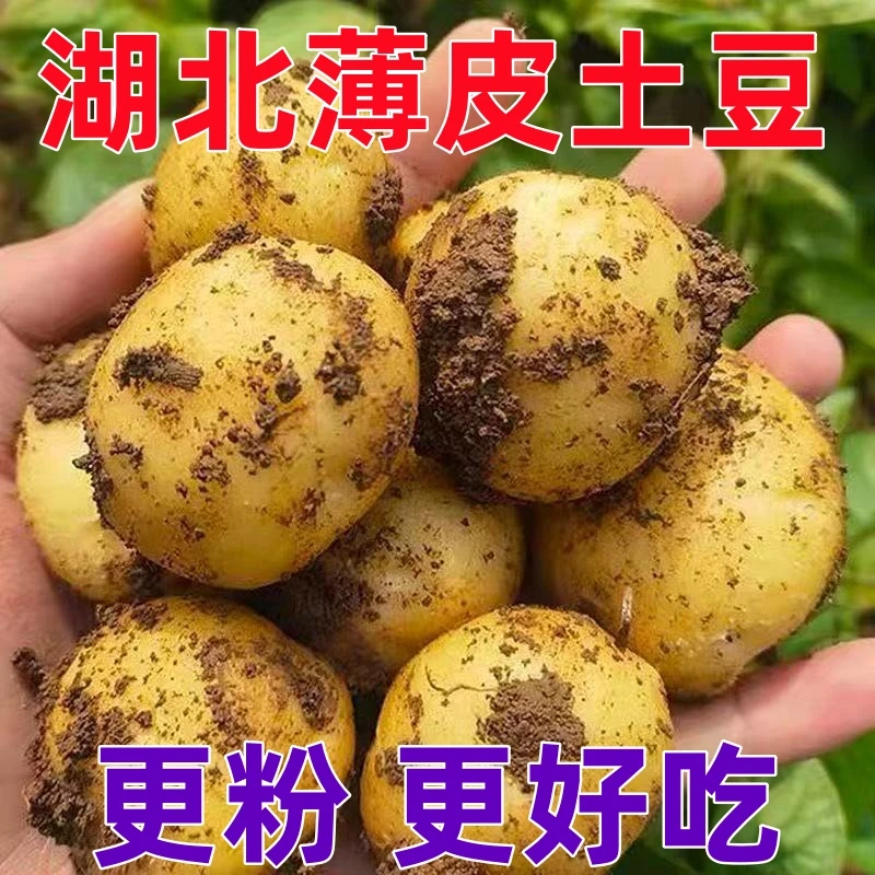 湖北露天黄心小土豆新鲜现挖粉糯香甜适合烧烤炖菜
