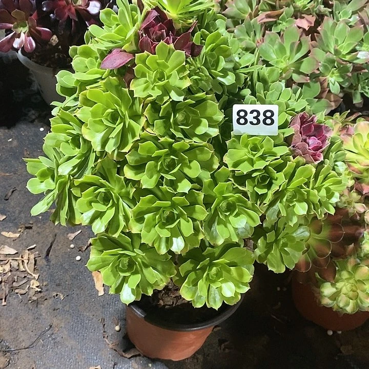 ?***?法师植物一物一拍838